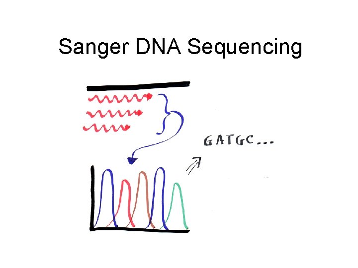 Sanger DNA Sequencing 