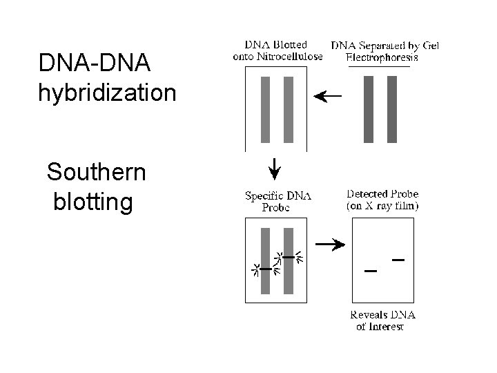 DNA-DNA hybridization Southern blotting 