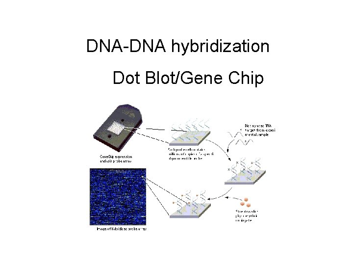 DNA-DNA hybridization Dot Blot/Gene Chip 