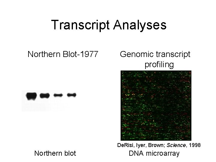 Transcript Analyses Northern Blot-1977 Genomic transcript profiling De. Risi, Iyer, Brown; Science, 1998 Northern