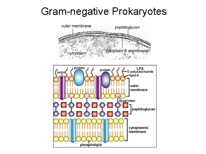 Gram-negative Prokaryotes 
