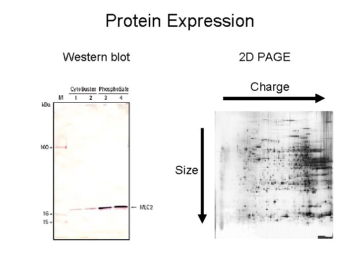 Protein Expression Western blot 2 D PAGE Charge Size 