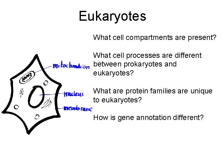 Eukaryotes What cell compartments are present? What cell processes are different between prokaryotes and