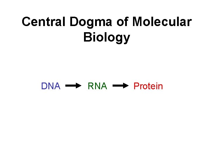 Central Dogma of Molecular Biology DNA RNA Protein 