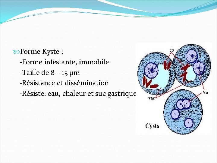  Forme Kyste : -Forme infestante, immobile -Taille de 8 – 15 μm -Résistance