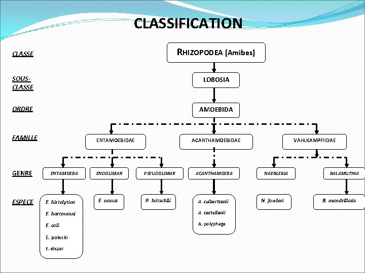 CLASSIFICATION CLASSE RHIZOPODEA [Amibes] SOUSCLASSE LOBOSIA ORDRE AMOEBIDA FAMILLE GENRE ESPECE ENTAMOEBIDAE ENTAMOEBA E.