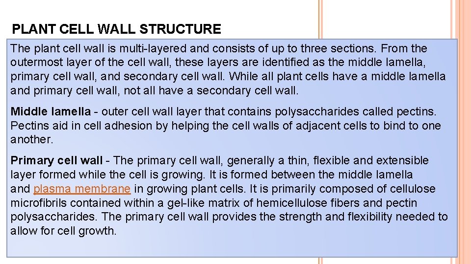 PLANT CELL WALL STRUCTURE The plant cell wall is multi-layered and consists of up