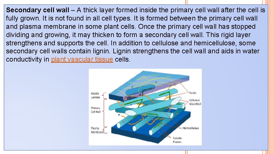 Secondary cell wall – A thick layer formed inside the primary cell wall after