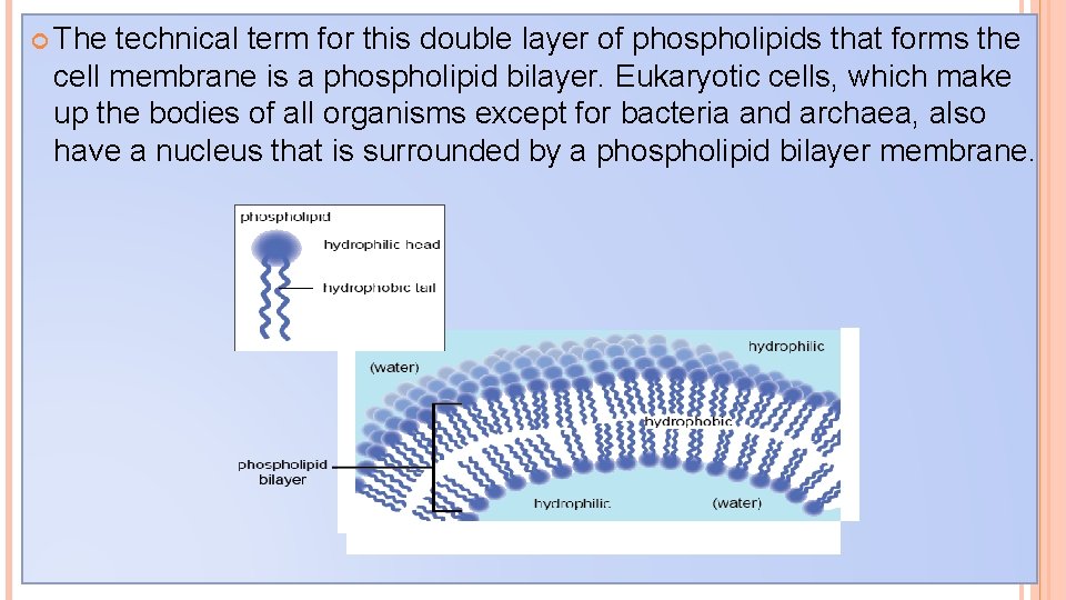 The technical term for this double layer of phospholipids that forms the cell