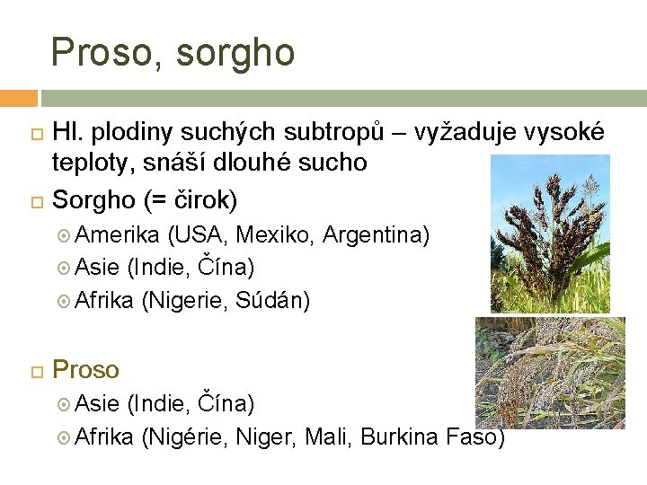 Proso, sorgho Hl. plodiny suchých subtropů – vyžaduje vysoké teploty, snáší dlouhé sucho Sorgho
