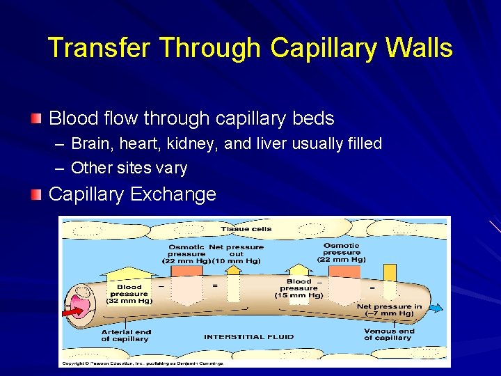 Transfer Through Capillary Walls Blood flow through capillary beds – Brain, heart, kidney, and