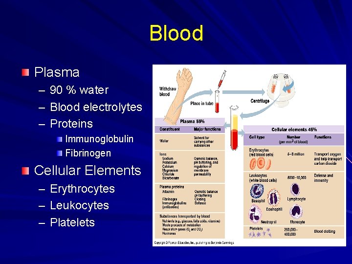 Blood Plasma – 90 % water – Blood electrolytes – Proteins Immunoglobulin Fibrinogen Cellular