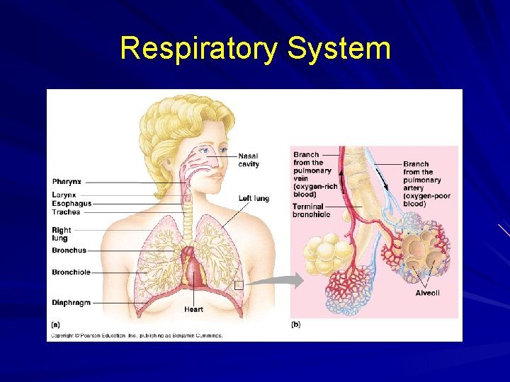 Respiratory System 
