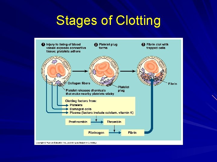 Stages of Clotting 