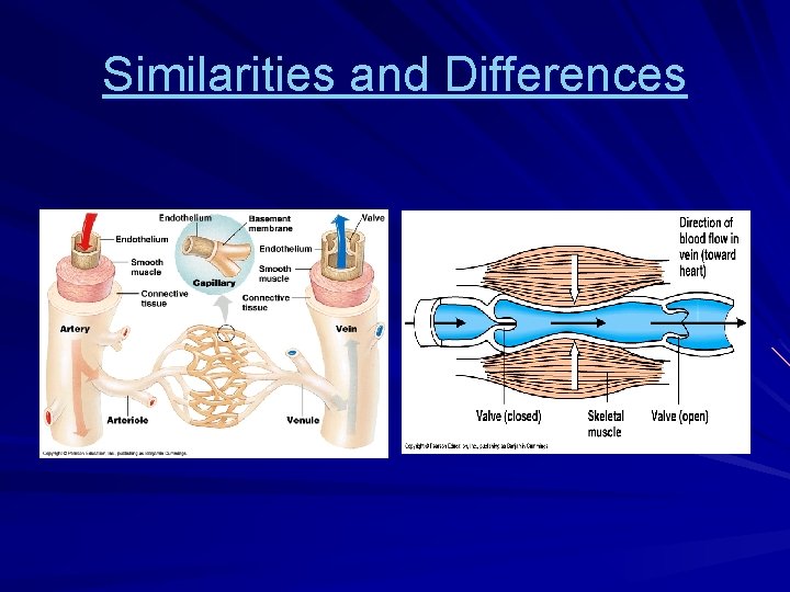 Similarities and Differences 