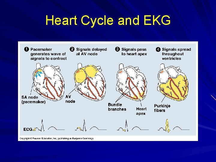 Heart Cycle and EKG 