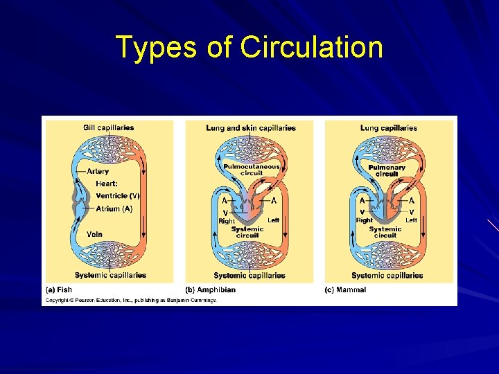 Types of Circulation 