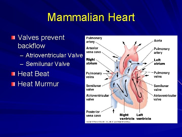 Mammalian Heart Valves prevent backflow – Atrioventricular Valve – Semilunar Valve Heat Beat Heat