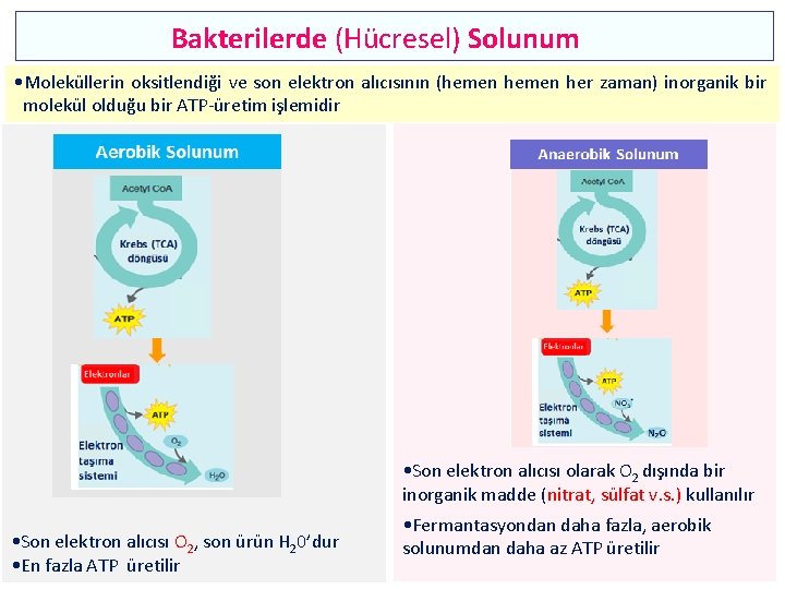 Bakterilerde (Hücresel) Solunum • Moleküllerin oksitlendiği ve son elektron alıcısının (hemen her zaman) inorganik