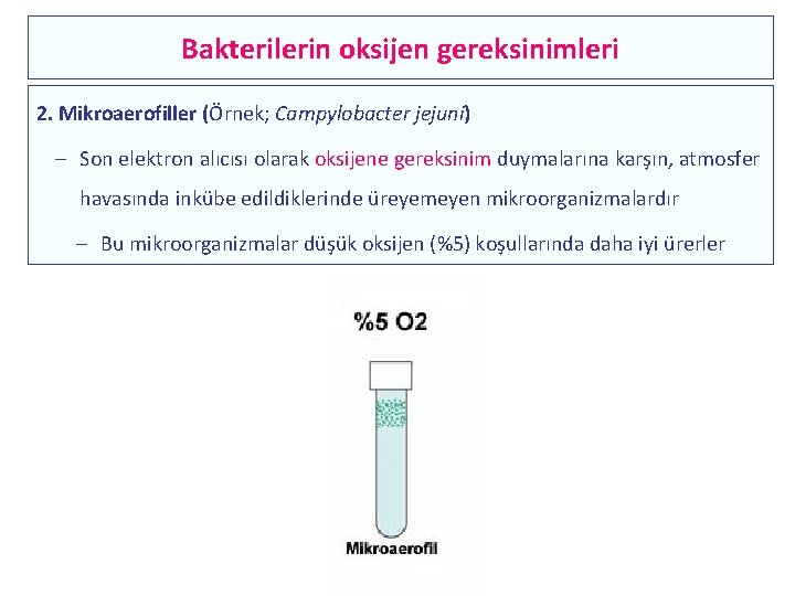 Bakterilerin oksijen gereksinimleri 2. Mikroaerofiller (Örnek; Campylobacter jejuni) – Son elektron alıcısı olarak oksijene