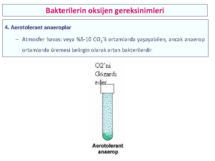 Bakterilerin oksijen gereksinimleri 4. Aerotolerant anaeroplar – Atmosfer havası veya %5 -10 CO 2’li