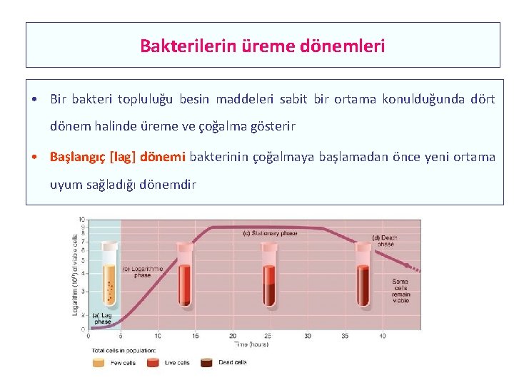 Bakterilerin üreme dönemleri • Bir bakteri topluluğu besin maddeleri sabit bir ortama konulduğunda dört