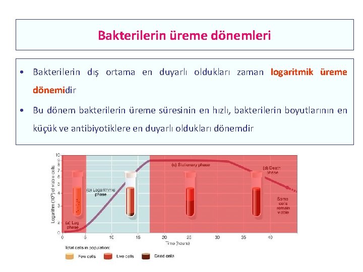 Bakterilerin üreme dönemleri • Bakterilerin dış ortama en duyarlı oldukları zaman logaritmik üreme dönemidir