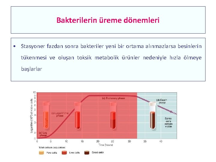 Bakterilerin üreme dönemleri • Stasyoner fazdan sonra bakteriler yeni bir ortama alınmazlarsa besinlerin tükenmesi