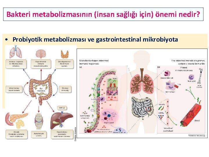 Bakteri metabolizmasının (insan sağlığı için) önemi nedir? • Probiyotik metabolizması ve gastrointestinal mikrobiyota •