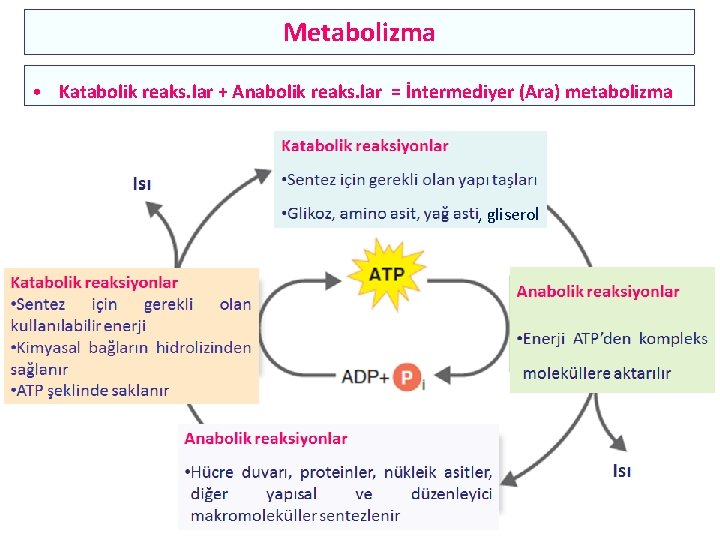 Metabolizma • Katabolik reaks. lar + Anabolik reaks. lar = İntermediyer (Ara) metabolizma ,