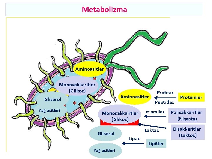 Metabolizma Aminoasitler Monosakkaritler (Glikoz) Aminoasitler Gliserol Yağ asitleri Monosakkaritler Aktif transport Pasif(Glikoz) transport Gliserol