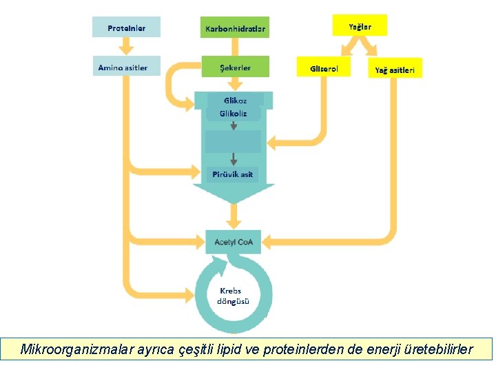 Mikroorganizmalar ayrıca çeşitli lipid ve proteinlerden de enerji üretebilirler 