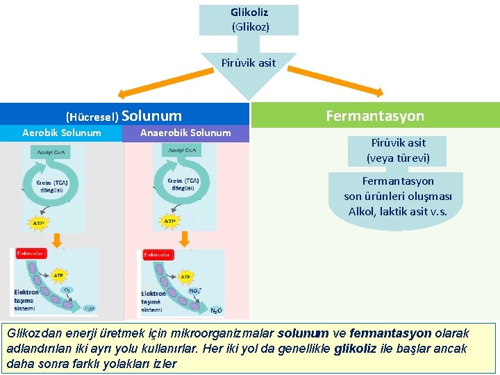 Glikoliz (Glikoz) Pirüvik asit Fermantasyon (Hücresel) Solunum Aerobik Solunum Anaerobik Solunum Pirüvik asit (veya