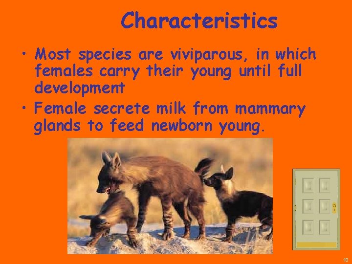 Characteristics • Most species are viviparous, in which females carry their young until full