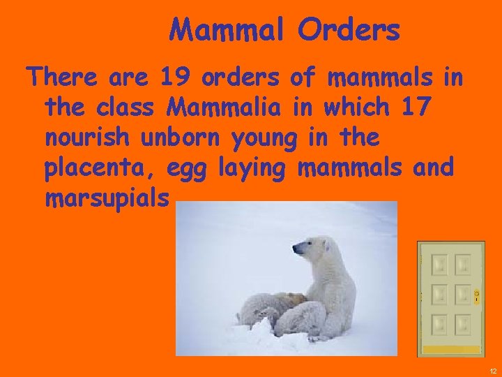 Mammal Orders There are 19 orders of mammals in the class Mammalia in which