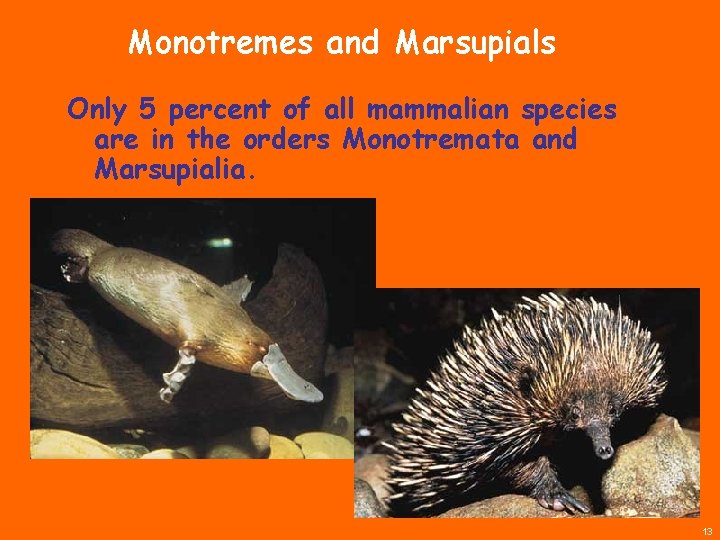 Monotremes and Marsupials Only 5 percent of all mammalian species are in the orders