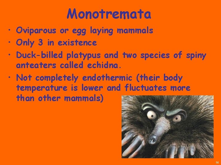 Monotremata • Oviparous or egg laying mammals • Only 3 in existence • Duck-billed