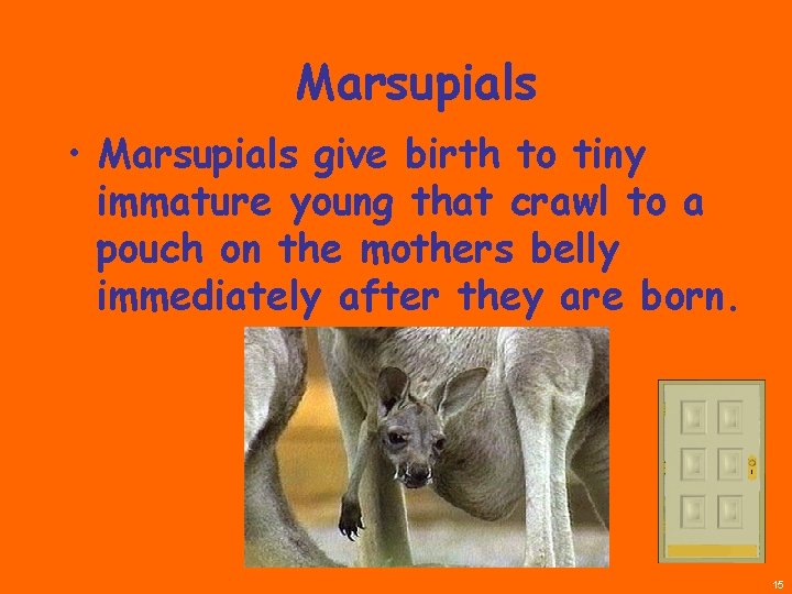Marsupials • Marsupials give birth to tiny immature young that crawl to a pouch