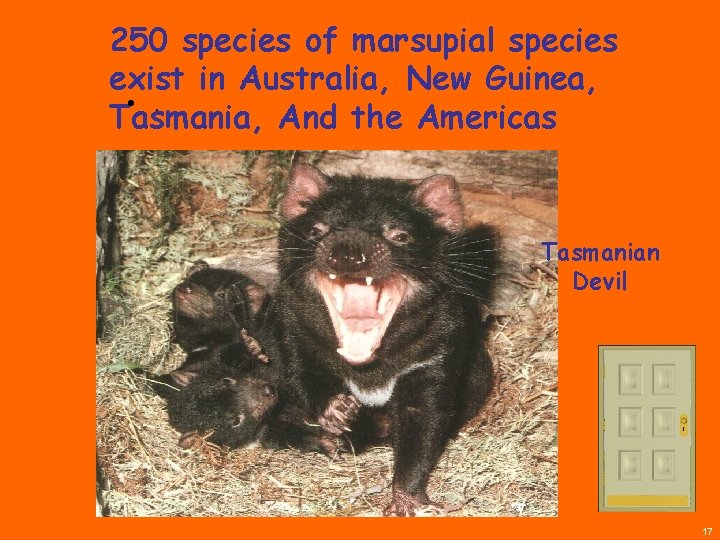 250 species of marsupial species exist in Australia, New Guinea, • . Tasmania, And