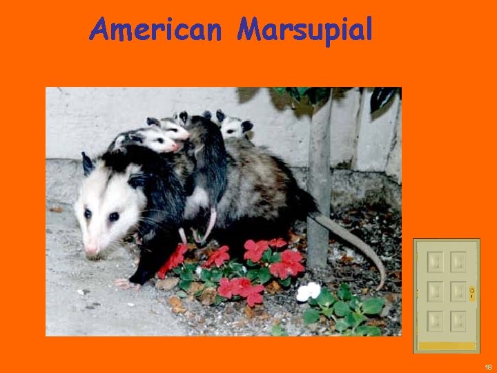 American Marsupial 18 