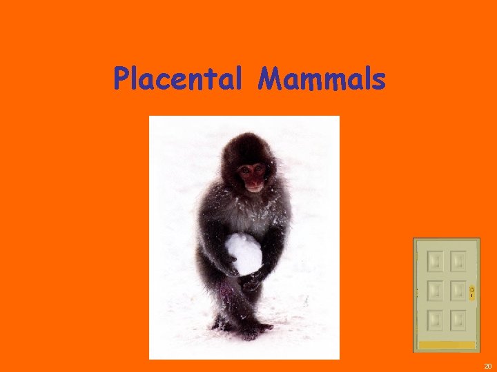 Placental Mammals 20 