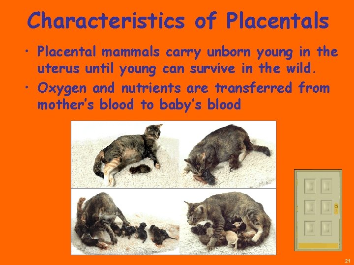 Characteristics of Placentals • Placental mammals carry unborn young in the uterus until young