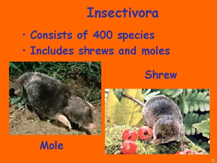 Insectivora • Consists of 400 species • Includes shrews and moles Shrew Mole 23