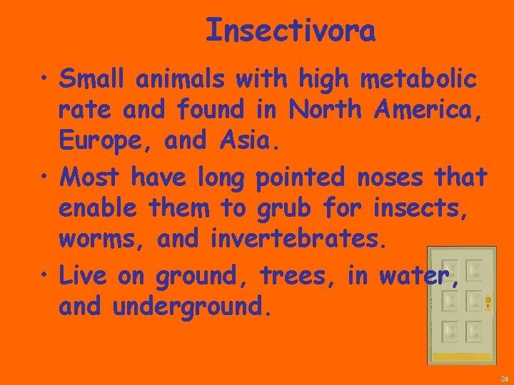 Insectivora • Small animals with high metabolic rate and found in North America, Europe,