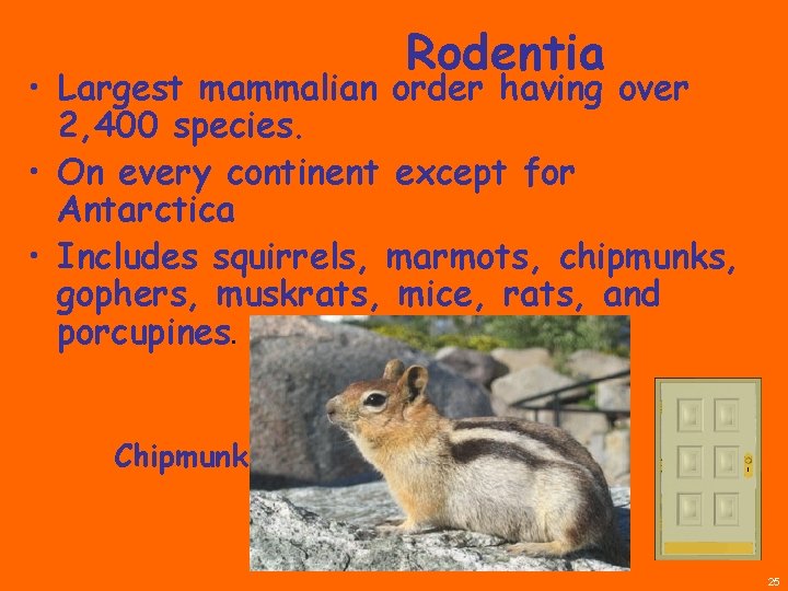 Rodentia • Largest mammalian order having over 2, 400 species. • On every continent