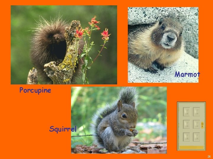 Marmot Porcupine Squirrel 26 
