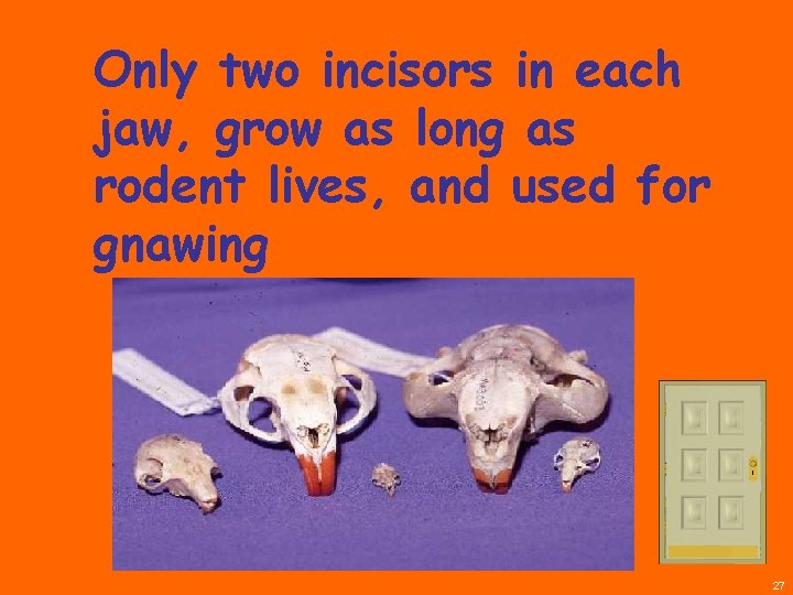 Only two incisors in each jaw, grow as long as rodent lives, and used