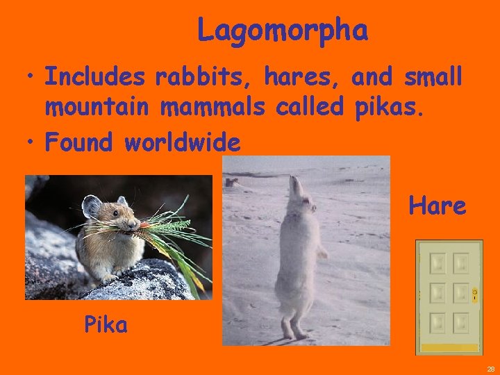 Lagomorpha • Includes rabbits, hares, and small mountain mammals called pikas. • Found worldwide