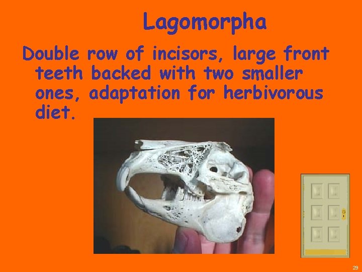 Lagomorpha Double row of incisors, large front teeth backed with two smaller ones, adaptation