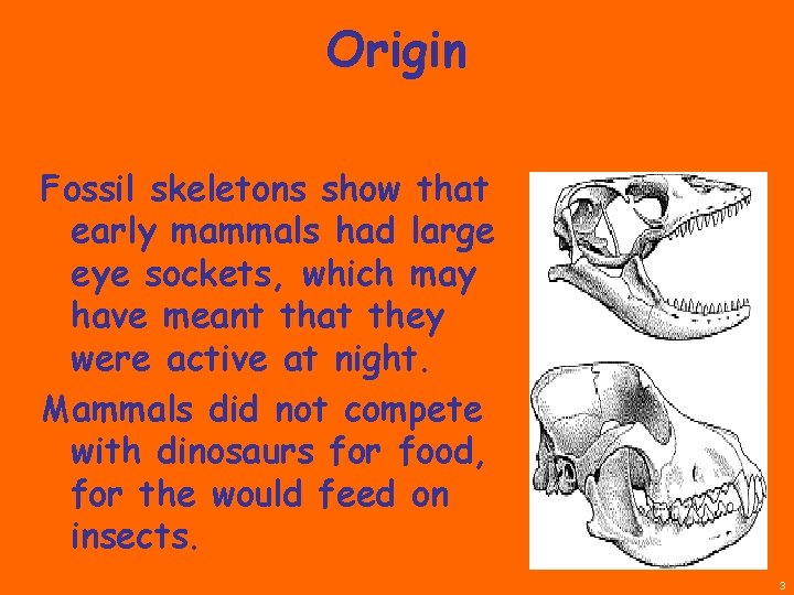 Origin Fossil skeletons show that early mammals had large eye sockets, which may have